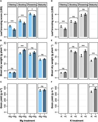 Magnesium supply alleviates iron toxicity-induced leaf bronzing in rice through exclusion and tissue-tolerance mechanisms